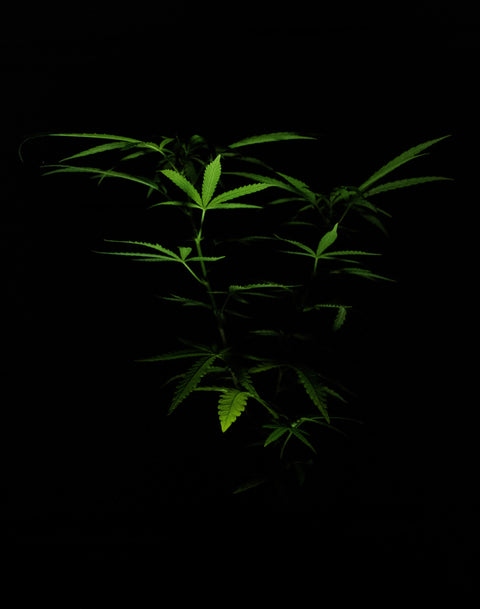 High times of Cannabis in Skincare